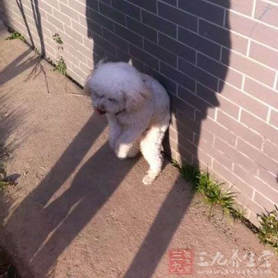 健康1如果說懷孕后不能飼養(yǎng)動物