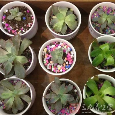 照看植物、学做手工 照看植物、学做手工