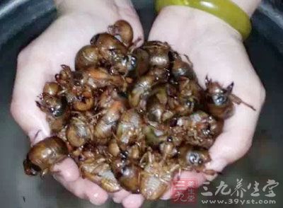 蚕蛹的保健功能受到了人们的广泛关注