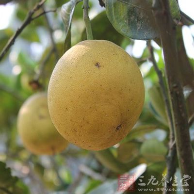 梨子自古就有“百果之宗”的美誉 梨子自古就有“百果之宗”的美誉