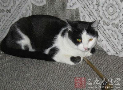 主要保虫宿主为猫、狗和猪