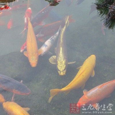 吸虫病是由于生食或半生食含有囊蚴的淡水鱼、虾所致