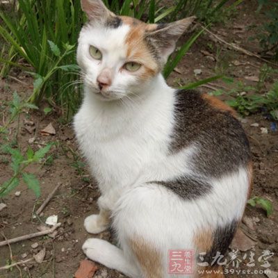 同时要把犬、猫隔离观察14天