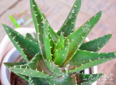 服用适量芦荟,能强化胃功能,增强体质 服用适量芦荟,能强化胃功能,增强体质