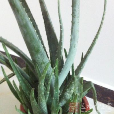 新鲜芦荟叶3厘米,海苔 新鲜芦荟叶3厘米,海苔