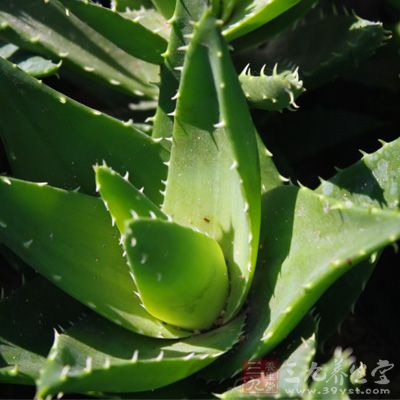 辅料:芦荟,甜椒片,芫荽 辅料:芦荟,甜椒片,芫荽