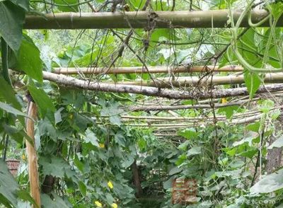 风湿痛药酒的配方-三九养生堂养生百科