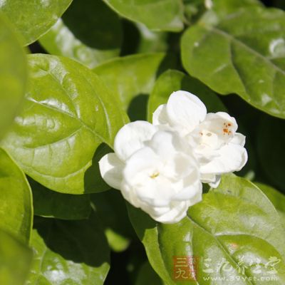 茉莉花清香四溢