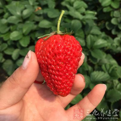 香菜和香蕉、草莓、柑橘