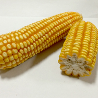 玉米的功效与作用 吃玉米能够有效减肥