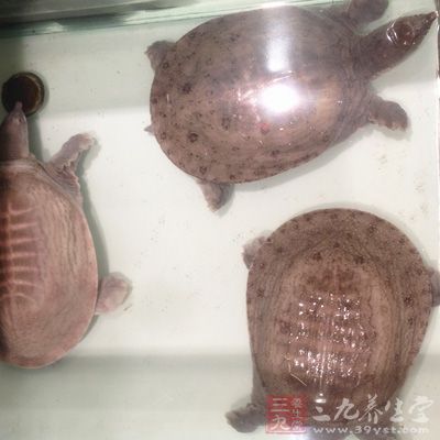 宜多吃增強(qiáng)免疫作用的食物，甲魚