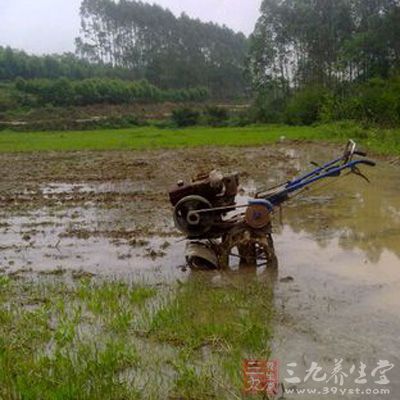 下水田勞作的農(nóng)民易得風濕病