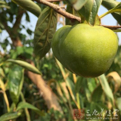 其丰富的维生素C还能够增强肝脏功能 其丰富的维生素C还能够增强肝脏功能