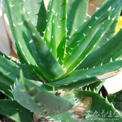 蘆薈的英文名為ALOE