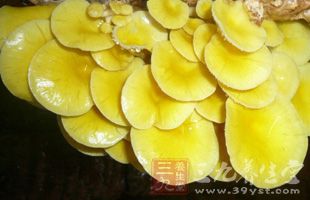 菌菇类食品防癌