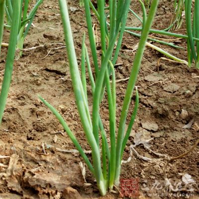 食材：小葱、虾皮、红彩椒