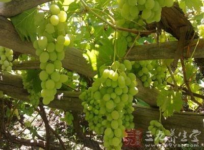 葡萄中的糖主要是葡萄糖