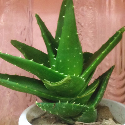 如何结合主人的气质、性格及客厅风格,来选择家居植物 如何结合主人的气质、性格及客厅风格,来选择家居植物