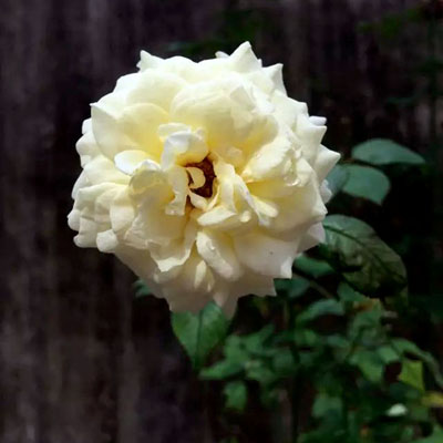 植物具有强烈的风水效应 植物具有强烈的风水效应