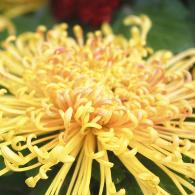 长寿菊、大波斯菊都适合放在家中 长寿菊、大波斯菊都适合放在家中