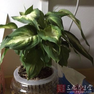 以它独特的空气净化能力著称 以它独特的空气净化能力著称