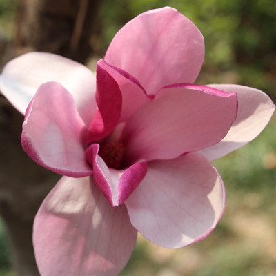 解肺热和痰咳，对有神经衰弱的人有好处