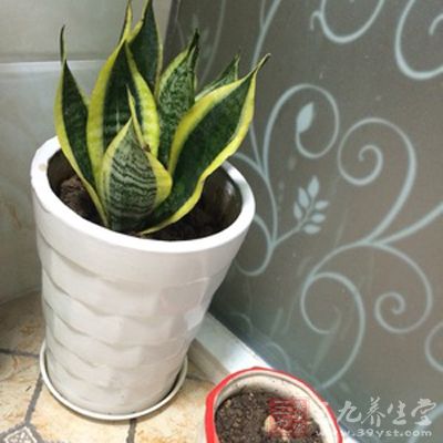 70%的盆栽植物会散发出霉菌孢子 70%的盆栽植物会散发出霉菌孢子