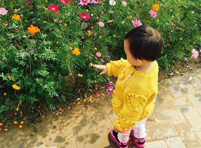 功效：润肺止咳