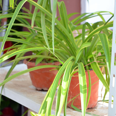 选择好品种室内适宜选择四季常青的花木或能吸收有毒气体的品种