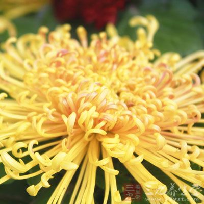 雏菊又名延命菊、春菊、小雅菊 雏菊又名延命菊、春菊、小雅菊