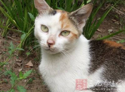 冠状病毒是一组能够导致人类和动物发病的病毒 冠状病毒是一组能够导致人类和动物发病的病毒