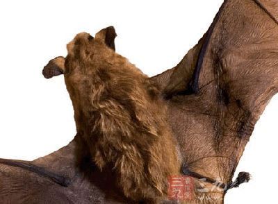 沙特阿拉伯西南部的一个废弃村一间设下捕蝙蝠陷阱的屋子里庄 沙特阿拉伯西南部的一个废弃村一间设下捕蝙蝠陷阱的屋子里庄