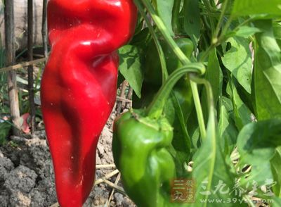 风蛇一条1000克、青红杭椒100克、青红花椒1000克