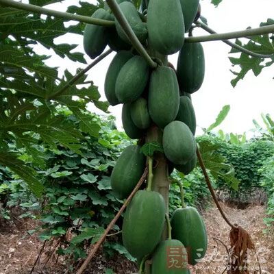 木瓜有均衡、强化青少年和孕妇期的荷尔蒙的生理代谢平衡 木瓜有均衡、强化青少年和孕妇期的荷尔蒙的生理代谢平衡