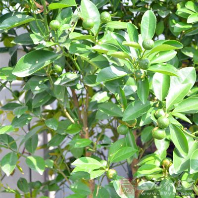 青金桔果实含丰富的维生素A 青金桔果实含丰富的维生素A