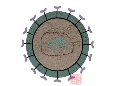 中性粒细胞(neutrophilicgranulocyte)在瑞氏(Wright)染色血涂片中