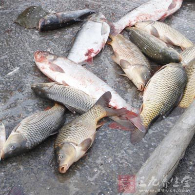 如魚肉、牛肝、野豬肉等等的食物都會(huì)和鮑魚相克