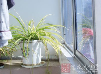 种植绿色植物来调节阳台风水和室内生气