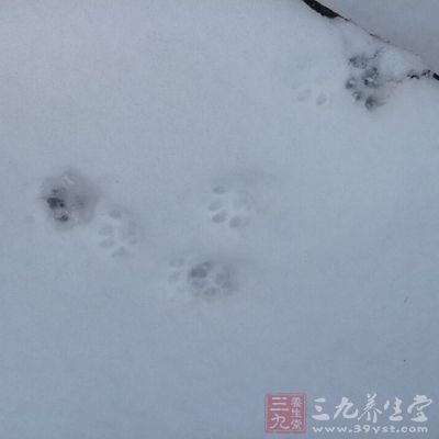 位于瑞士的薩斯費滑雪場，每年從七月中旬開始對外開放