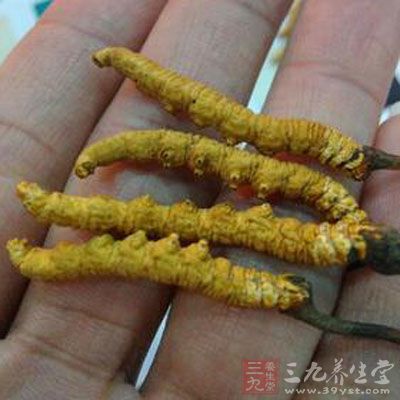 冬蟲(chóng)夏草還會(huì)諸多的保健功效