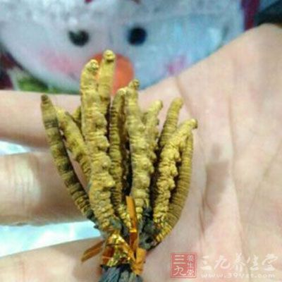 冬蟲夏草對人體三大系統(tǒng)的作用