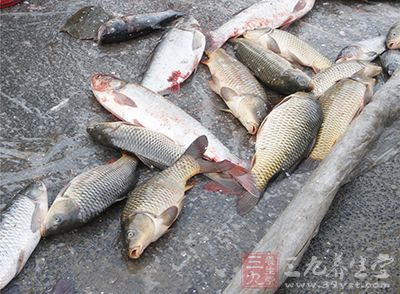 魚(yú)是諸多人群所喜愛(ài)，過(guò)多的食用它也不會(huì)導(dǎo)致肥胖的出現(xiàn)