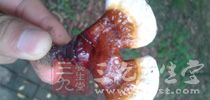 常见的菌类蔬菜