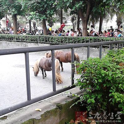 马匹失控奔跑时