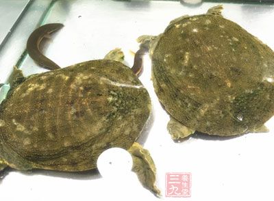 身体虚弱可适当用甲鱼补
