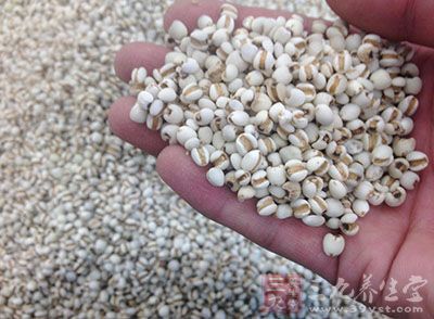 粮食是植物的种子 粮食是植物的种子