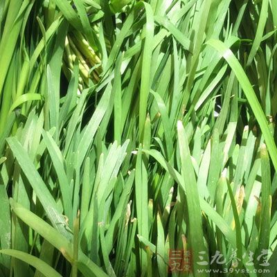 多吃韭菜，可增強(qiáng)人體脾胃之氣