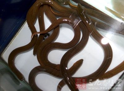 鳗鲡体内含有一种很稀有的西河洛克蛋白 鳗鲡体内含有一种很稀有的西河洛克蛋白