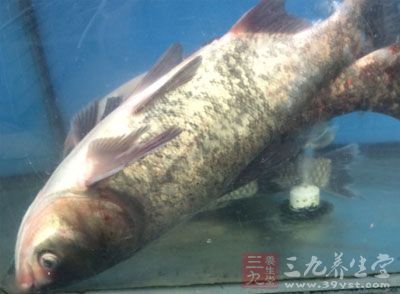 鲈鱼体扁侧而长,背厚,肚小,口大 鲈鱼体扁侧而长,背厚,肚小,口大