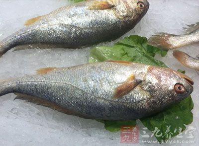 鲢鱼鱼头含有鱼肉中所缺乏的卵磷脂 鲢鱼鱼头含有鱼肉中所缺乏的卵磷脂